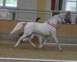 stallion Salim (Shagya Arabian, 1995, from Shagya XXII-19)