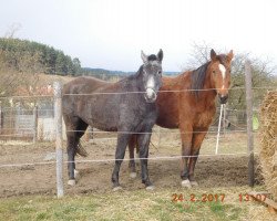 broodmare Meggi (Czech Warmblood, 1999, from Grewot)