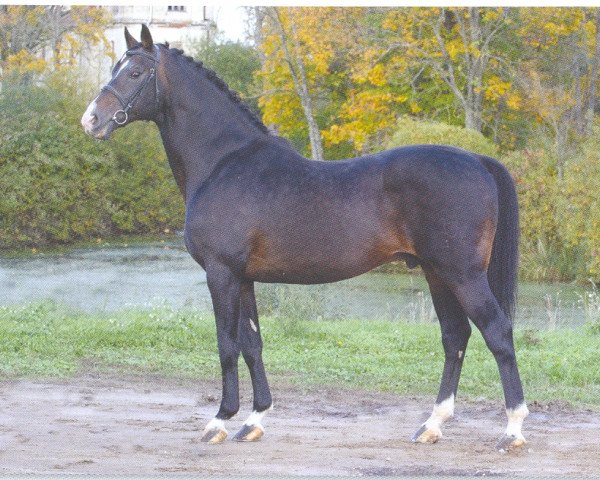 stallion Levantos I (Holsteiner, 1990, from Liostro)