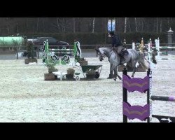 Springpferd Caracey van het Exelhof (Holsteiner, 2008, von Carentan)