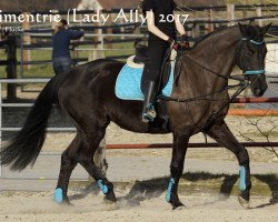 Pferd Lady Ally (Mecklenburger, 1995, von Lord Kemm)