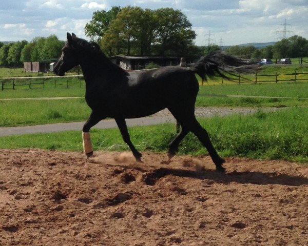 broodmare Djazaara (Arabian thoroughbred, 2010, from Abd El Allat EAO)