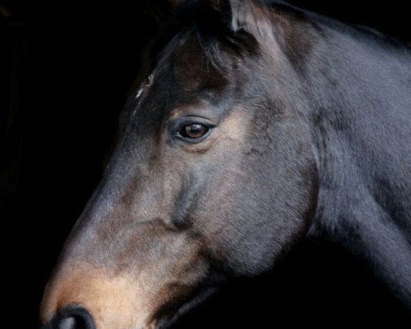 Pferd Graf Ferdinand (Bayer, 2000, von Grosso Z)