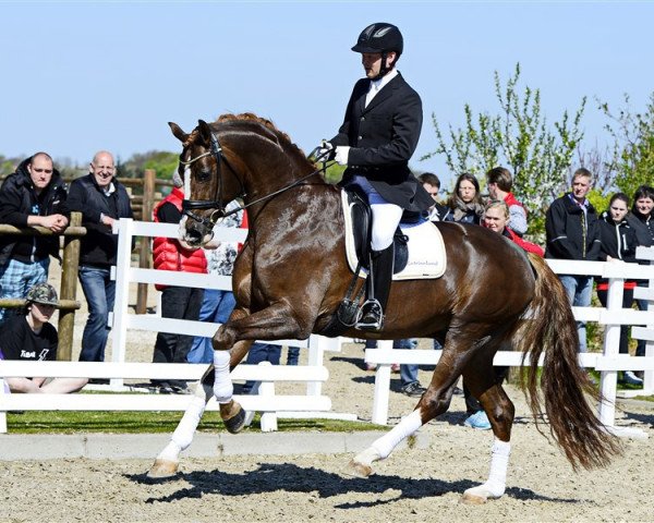 stallion De L'Or (Hanoverian, 2009, from Dancier)