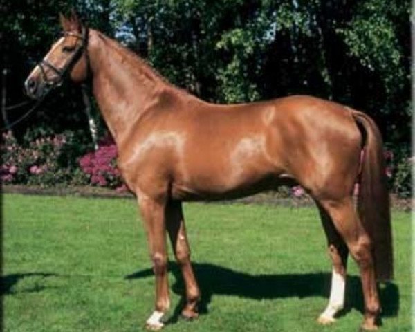 stallion Feininger (Hanoverian, 1997, from Feiner Graf)