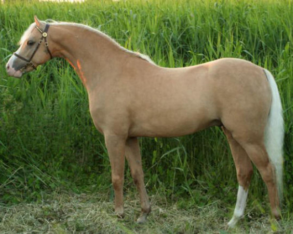 stallion Cadlanvalley Goldstar (Welsh-Pony (Section B), 2007, from Boston Bonaparte)