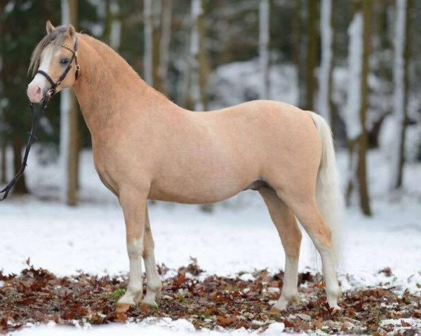 stallion Nilantshoeve's Zippo (Welsh-Pony (Section B), 2010, from Cadlanvalley Goldstar)