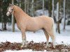 Deckhengst Nilantshoeve's Zippo (Welsh Pony (Sek.B), 2010, von Cadlanvalley Goldstar)