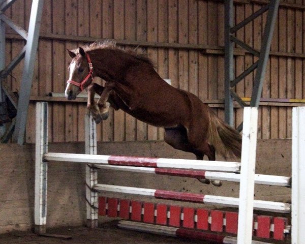 Pferd Cordlake's Cleon 16 WPB (Welsh Partbred, 2013, von Jedidjan Clemens 24 W)