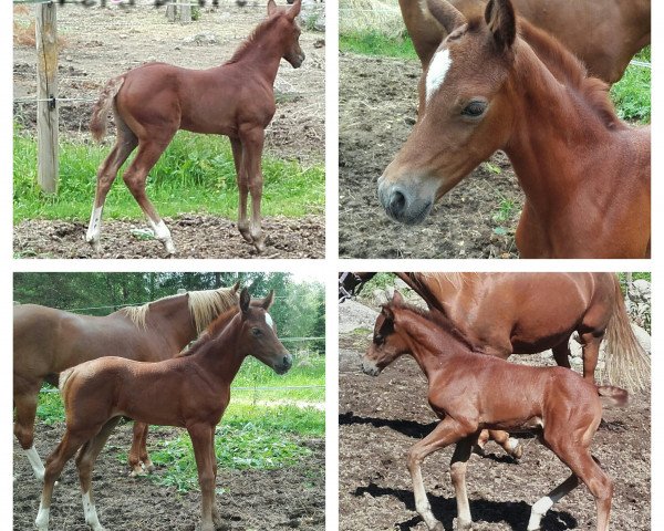 horse Cordlake's Piece of Cake (Welsh Partbred, 2016, from Ysselvliedts Georgetown)