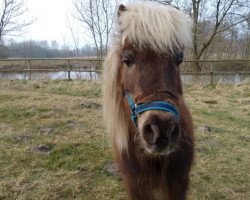 Pferd Jack (Shetland Pony, 1998, von Jogi vom Heidehof)