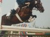 broodmare Layca (German Riding Pony, 1980, from Leopold)