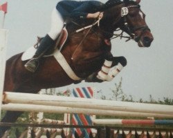 broodmare Layca (German Riding Pony, 1980, from Leopold)