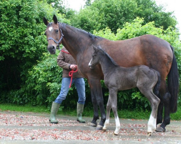 Zuchtstute Takarin (Bayer, 1998, von Caprimond)