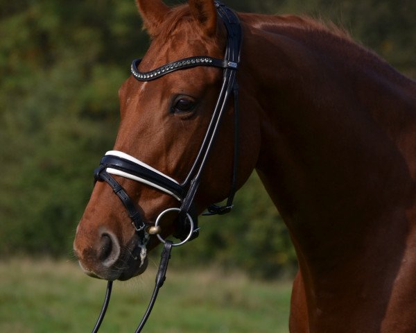 dressage horse Diva 551 (Hanoverian, 2008, from Don Vino)