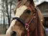 dressage horse Nintendo (German Riding Pony, 1997, from Neckar)