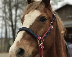 dressage horse Nintendo (German Riding Pony, 1997, from Neckar)