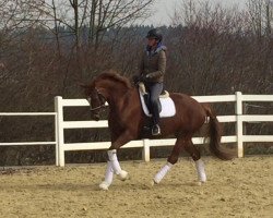 broodmare Femke (Hanoverian, 2012, from Fürst Romancier)