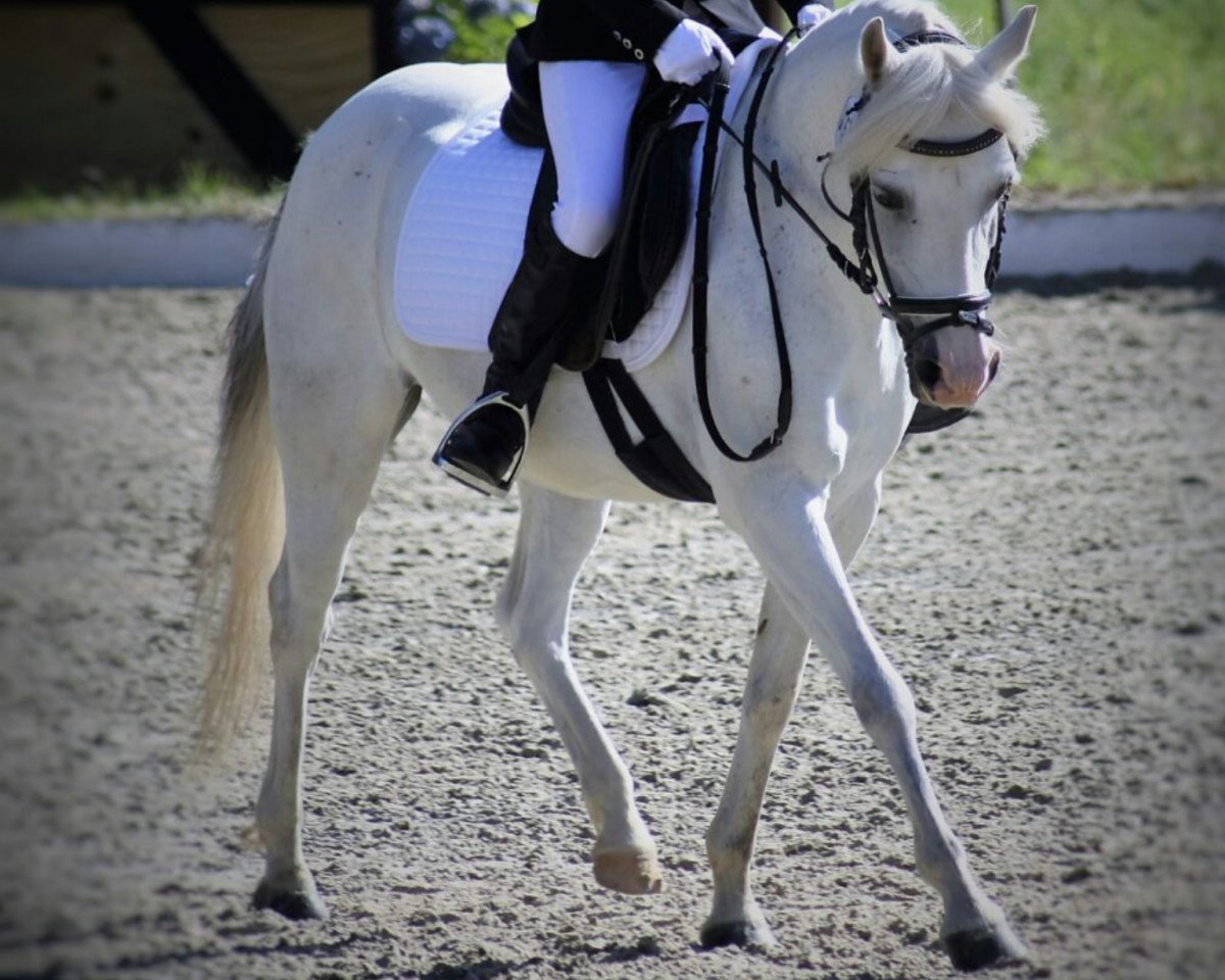 Dressurpferd Kessy 221 (unbekannt, 2000)