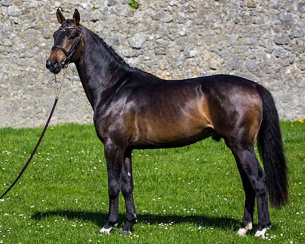 stallion Mr Nelson B (Irish Sport Horse, 2012, from Radolin)