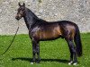 stallion Mr Nelson B (Irish Sport Horse, 2012, from Radolin)