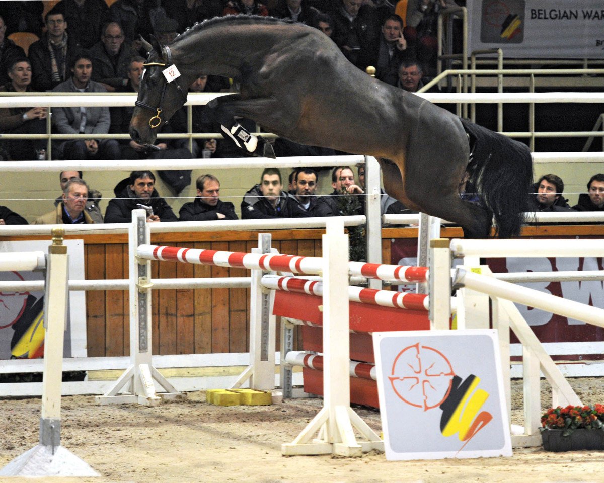 Deckhengst Klark Kent C (Belgisches Warmblut, 2010, von Clarence C)