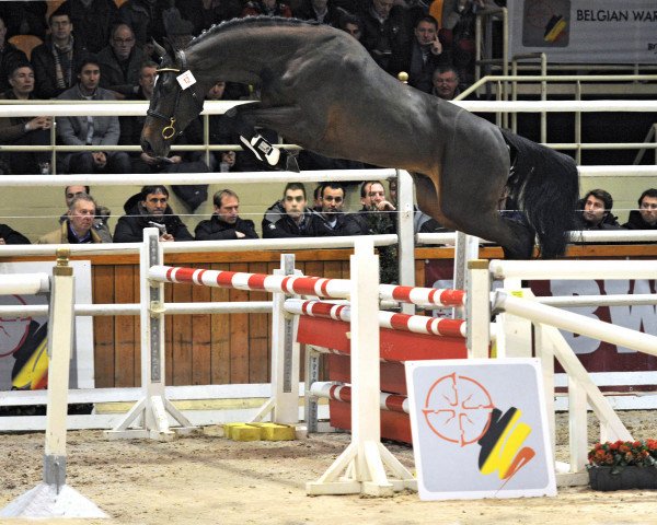 stallion Klark Kent C (Belgian Warmblood, 2010, from Clarence I)