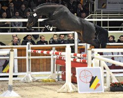 stallion Klark Kent C (Belgian Warmblood, 2010, from Clarence C)