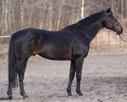 stallion Sword xx (Thoroughbred, 1999, from Glimmerman xx)