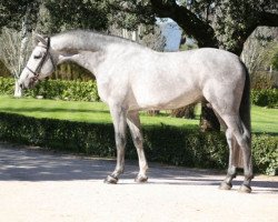 stallion Casslin C (Holsteiner, 2008, from Cassini II)