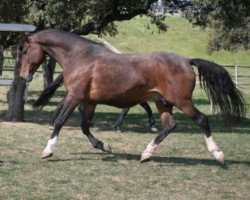 broodmare Estia (Holsteiner, 1990, from Caretino)