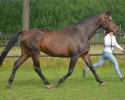 Zuchtstute Ondine I (Holsteiner, 1999, von Contender)