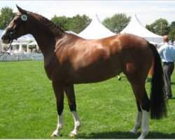 broodmare Finesse (Westphalian, 2006, from Flovino)