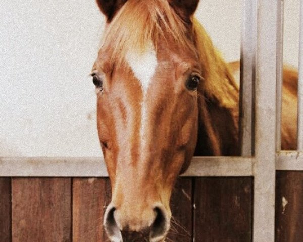 Pferd Sonette (Trakehner, 2004, von Lehndorff's)