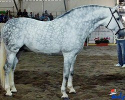 stallion Utrerano XI (Pura Raza Espanola (PRE), 1999, from Martinete)