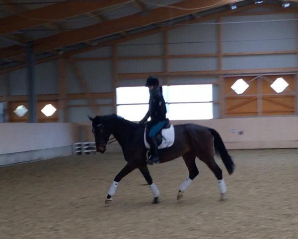 dressage horse Rocking Rose (Westphalian, 2013, from Rock Forever NRW)