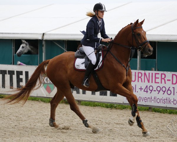 dressage horse Solis R (German Sport Horse, 2011, from Sommertraum)