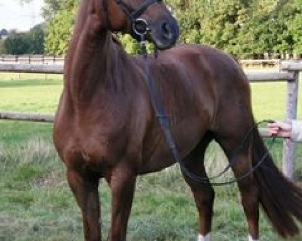 dressage horse Feivel Z (Westphalian, 2003, from Fidermark)