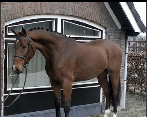 Springpferd Call Me Corny 2 (Koninklijk Warmbloed Paardenstamboek Nederland (KWPN), 2017, von Cornet Obolensky)