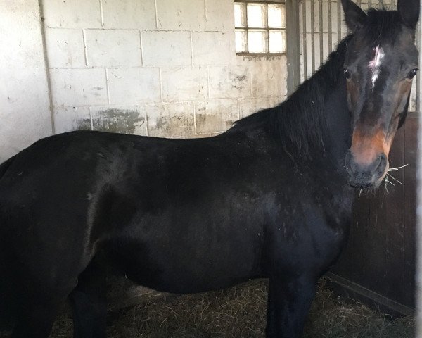 broodmare Rosinette (Oldenburg, 2011, from Rosengold)