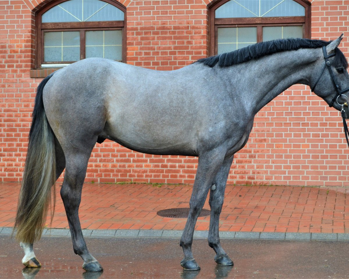horse Aranykapu Avatar (Oldenburg show jumper, 2014, from Alvarez)