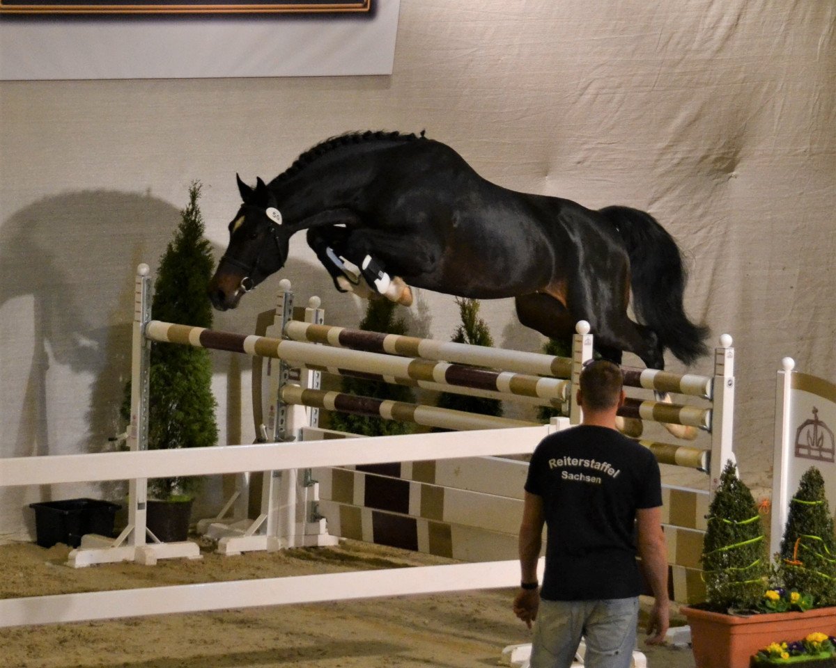 jumper Aranykapu Con Lapilot II (Oldenburg, 2012, from Con Capilot)