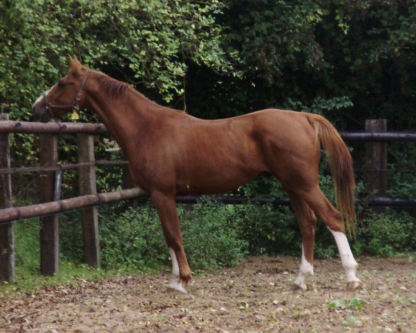 horse Uxan (Selle Français, 2008, from Helios de la Cour II)