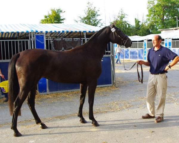 broodmare Solvalla de la Cour (Selle Français, 2006, from Helios de la Cour II)