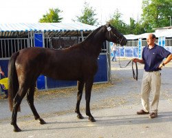 Zuchtstute Solvalla de la Cour (Selle Français, 2006, von Helios de la Cour II)