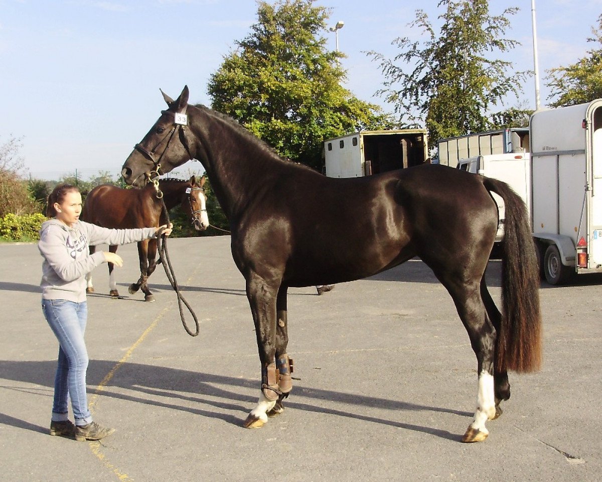 Springpferd Ukraine de la Cour (Selle Français, 2008, von Luccianno)