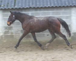 Springpferd Virtuoz de La Cour (Selle Français, 2009, von Pacifico)