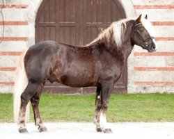 stallion Dachsbub (Black Forest Horse, 2012, from Dachs)