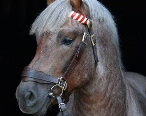 stallion Fynn (Rhenish-German Cold-Blood, 2012, from Fritz)