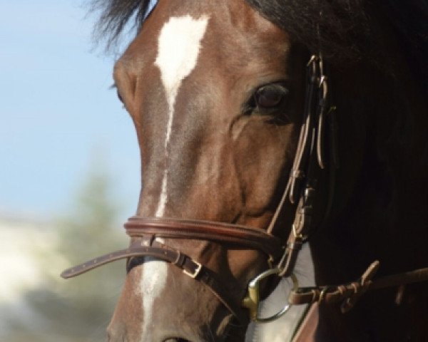 Dressurpferd Landeck Jack (Welsh-Cob (Sek. D), 2003, von Dalis Black Jack)